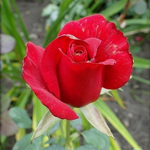 Rosa Ingrid Bergman™ - roșu - Trandafir copac cu trunchi înalt - cu flori teahibrid - coroană dreaptă